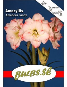 Amadeus Candy - Amaryllis Dubbel