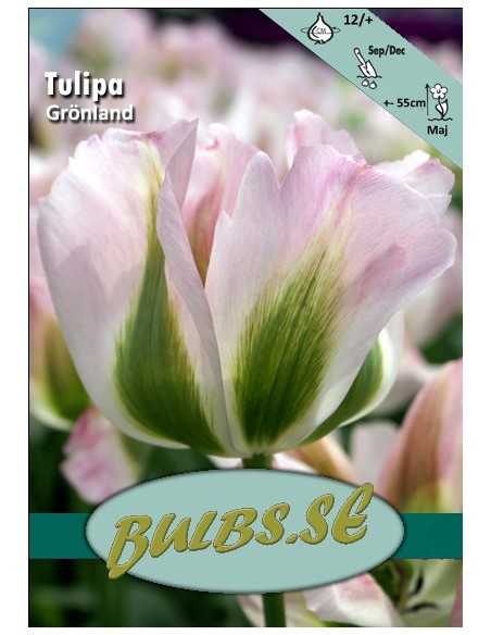 Groenland - Tulpan Viridiflora
