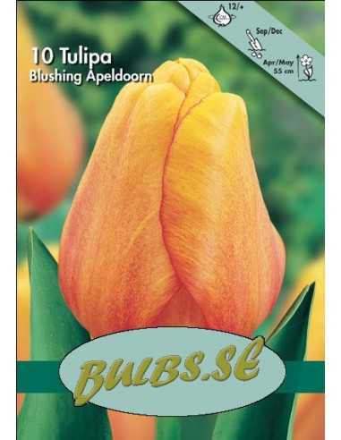 Blushing Apeldoorn - Tulpan Darwin