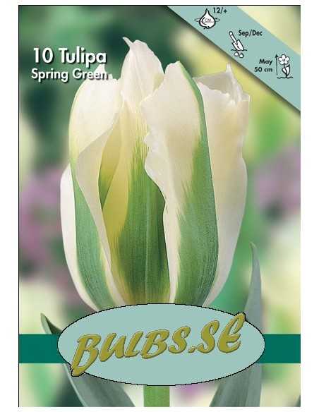 Spring Green - Tulpan Viridiflora