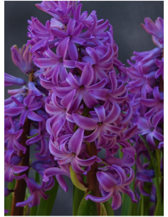 Purple Sensation® - Trädgårdshyacint