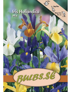 Holländsk Iris - Blandning