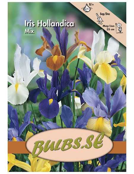 Holländsk Iris - Blandning/Hollanninkurjenmiekka, valikoima