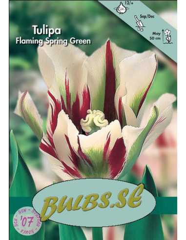 Flaming Springgreen - Tulpan Viridiflora