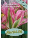 Virichic - Tulpan Viridiflora