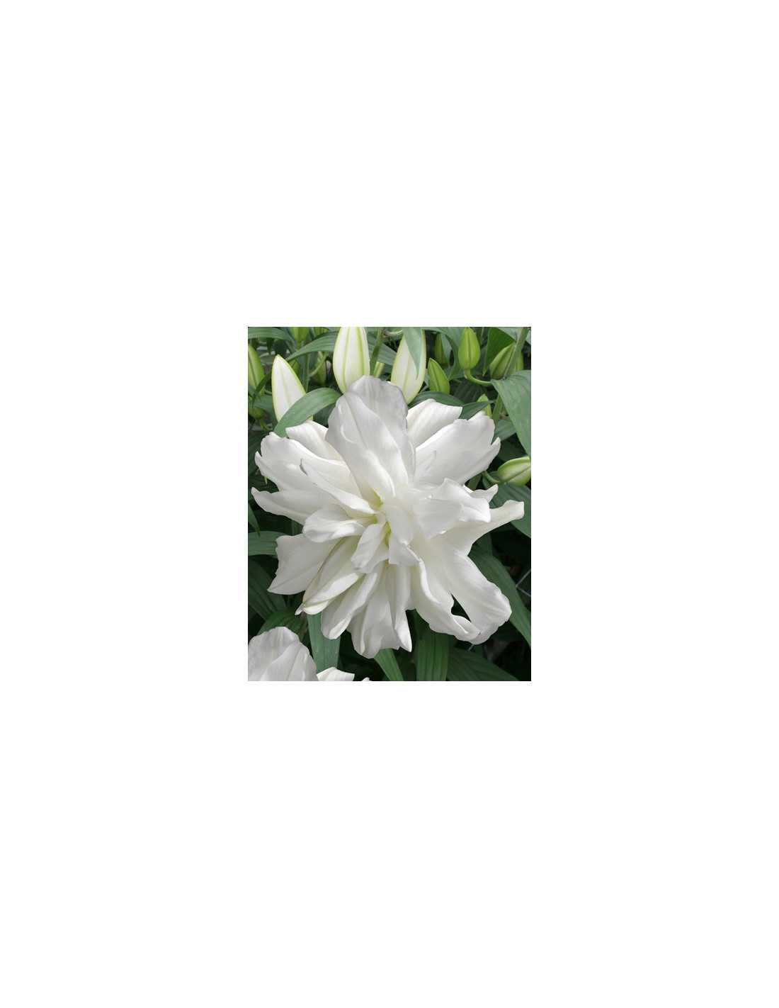 Lotus Ice - Lotuslilja| Lilium (Orient-Gruppen) - Bulbs.se
