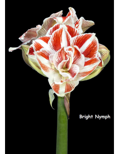 Bright Nymph - Amaryllis...