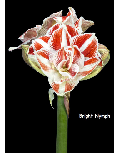 Bright Nymph - Amaryllis Dubbel