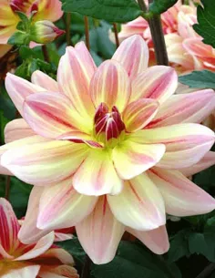 Happy Butterfly - Dahlia Dekorativ - cremegul | Dahlia - Bulbs.se