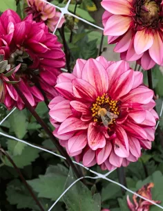 Senior's Hope - Dahlia Dekorativ - rosa | Dahlia - Bulbs.se