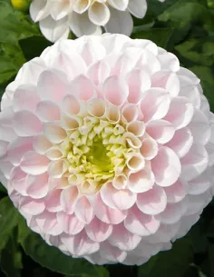 Pink Pearl - Dahlia Boll - ljusrosa | Dahlia - Bulbs.se