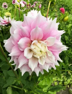 Gitt's Perfection - Dahlia Dekorativ Jätte - rosa | Dahlia - Bulbs.se