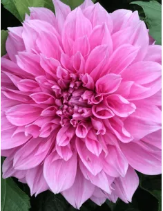 Lavender Perfection - Dahlia Dekorativ Jätte - lavendel | Dahlia - Bulbs.se