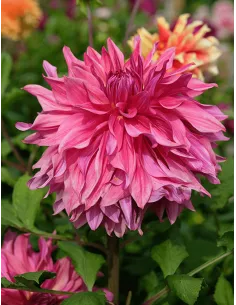 Penhill Dark Monarch - Dahlia Dekorativ Jätte - rosa | Dahlia - Bulbs.se