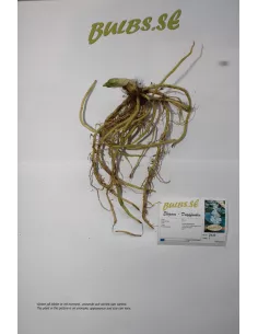 Elegans - Daggfunkia | Hosta sieboldiana - Bulbs.se