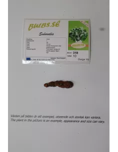 Snöoxalis | Oxalis triangularis subsp. papilionacea - Bulbs.se