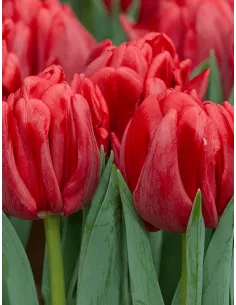 Red Foxtrot - Tulpan Dubbel| Tulipa gesneriana (Tidiga Fylldblommiga Gruppen) - Bulbs.se