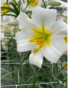 Regale Album - Kungslilja | Lilium regale - Bulbs.se