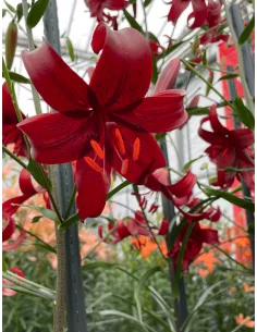 Red Velvet - Tigerlilja | Lilium (Asiatiska Gruppen) - Bulbs.se