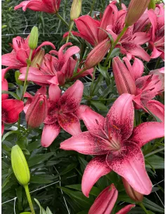 Purple Dream - Asiatisk Lilja | Lilium (Asiatiska Gruppen) - Bulbs.se