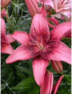Purple Dream - Asiatisk Lilja | Lilium (Asiatiska Gruppen) - Bulbs.se