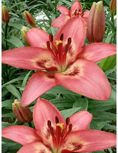 Tinilco - Asiatisk Lilja| Lilium (Asiatiska Gruppen) - Bulbs.se