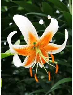 Lady Alice - Trumpetlilja | Lilium (Regale-Gruppen) - Bulbs.se