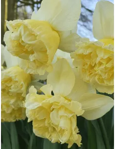 Art Design - Stjärnnarciss| Narcissus x incomparabilis- Bulbs.se