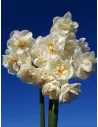 Sir Winston Churchill - Bukettnarciss| Narcissus x medioluteus - Bulbs.se