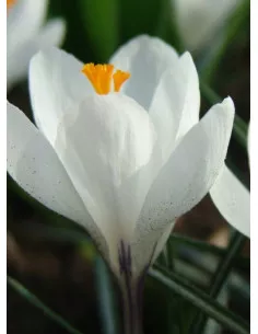 EKO Jeanne d'Arc - Vårkrokus | Crocus vernus - Bulbs.se