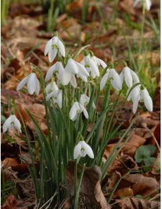 Snödroppe | Galanthus nivalis - Bulbs.se