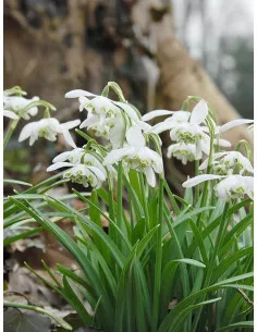 Flore Pleno - Fylld Snödroppe | Galanthus nivalis f. pleniflorus - Bulbs.se