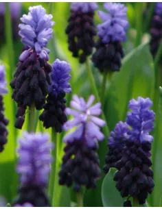 Bredbladig Pärlhyacint | Muscari latifolium - Bulbs.se