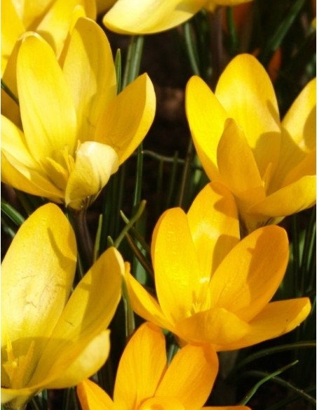 Golden Yellow - Vårkrokus