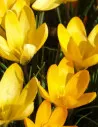 Golden Yellow - Gullkrokus | Crocus x luteus - Bulbs.se