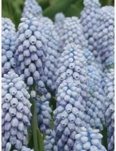 Valerie Finnis® - Armenisk Pärlhyacint| Muscari armeniacum - Bulbs.se