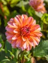 Peaches & Vanilla - Dahlia Dekorativ - orange | Dahlia - Bulbs.se