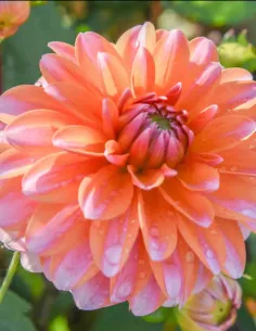 Peaches & Vanilla - Dahlia Dekorativ - orange | Dahlia - Bulbs.se