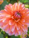 Peaches & Vanilla - Dahlia Dekorativ - orange | Dahlia - Bulbs.se