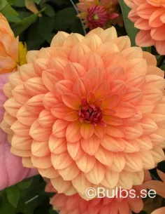 Dr. P.H. Riedell - Dahlia Dekorativ | Dahlia - Bulbs.se