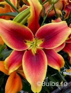 Avalon Sunset - Asiatisk Lilja | Lilium (Orient-Asiatiska Gruppen) - Bulbs.se