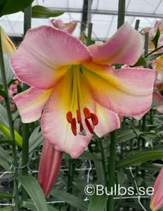 Beijing Moon - Trumpetlilja | Lilium (Regale-Gruppen) - Bulbs.se