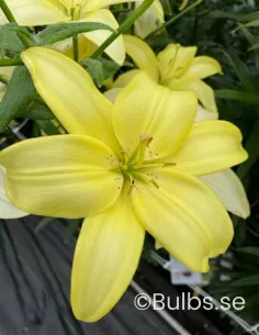 Easy Vanilla - Asiatisk Lilja | Lilium (Asiatiska Gruppen) - Bulbs.se