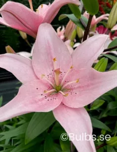 Elodie - Dubbel Asiatisk Lilja| Lilium (Asiatiska Gruppen) - Bulbs.se