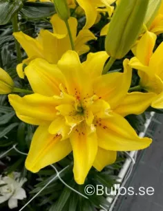 Fata Morgana - Dubbel Asiatisk Lilja | Lilium (Asiatiska Gruppen) - Bulbs.se