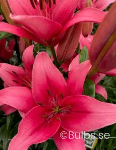 Sylt - Asiatisk Lilja| Lilium (Asiatiska Gruppen) - Bulbs.se