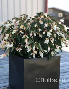 Santa Barbara - Boliviabegonia|Begonia boliviensis - Bulbs.se