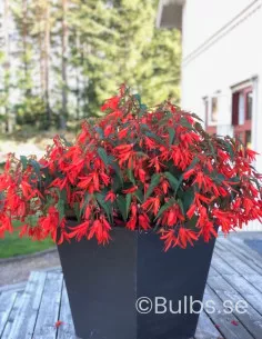 Santa Cruz - Boliviabegonia|Begonia boliviensis - Bulbs.se