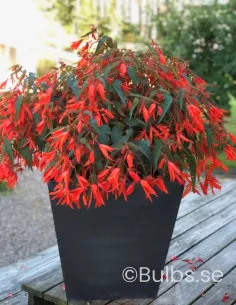 Santa Cruz - Boliviabegonia - rödorange | Begonia boliviensis - Bulbs.se