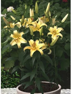 Gold Fever - Låg Orientalisk Lilja | Lilium (Orient-Gruppen) - Bulbs.se